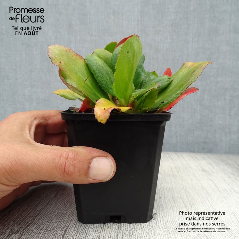 Bergenia Bressingham White - Elephant's Ears 8/9 cm pot sample as delivered in summer