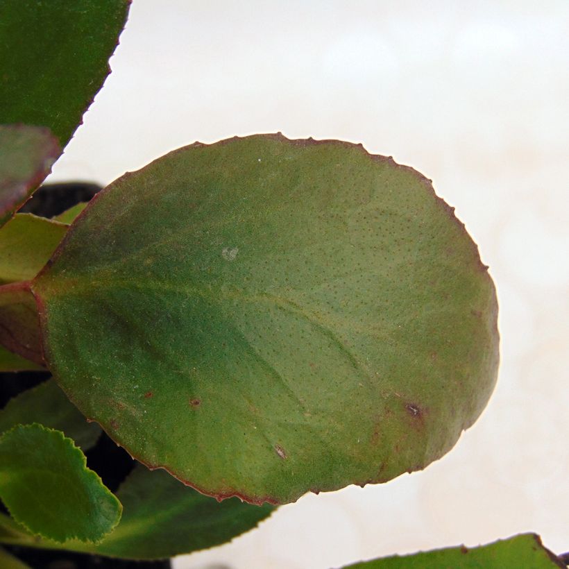 Bergenia Dragonfly Series Angel Kiss - Elephant's Ears (Foliage)