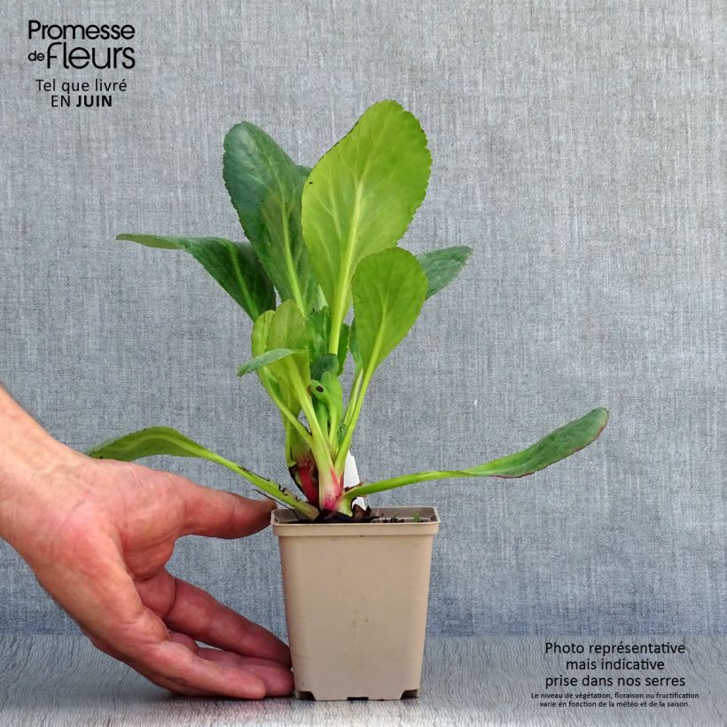 Bergenia Dragonfly Series Sakura - Elephant's Ears 8/9 cm pot sample as delivered in summer