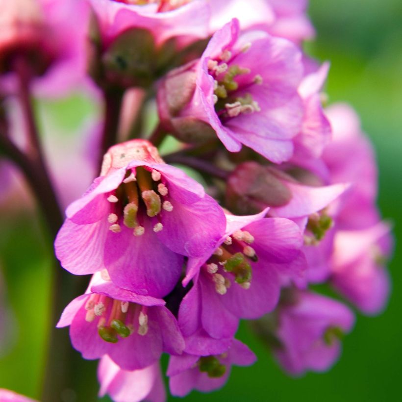 Bergenia Edens Dark Magic - Elephant's Ears (Flowering)