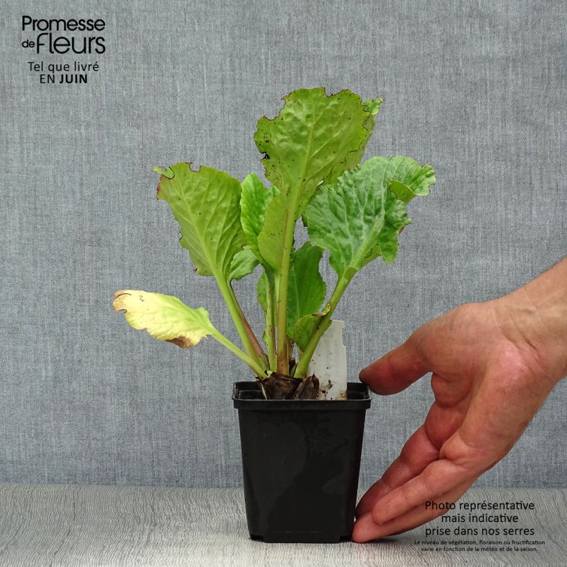 Bergenia Edens Dark Magic - Elephant's Ears 8/9 cm pot sample as delivered in summer