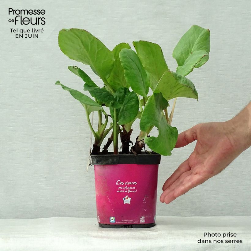 Bergenia Abendglut - Elephant's Ears 2L/3L pot sample as delivered in summer
