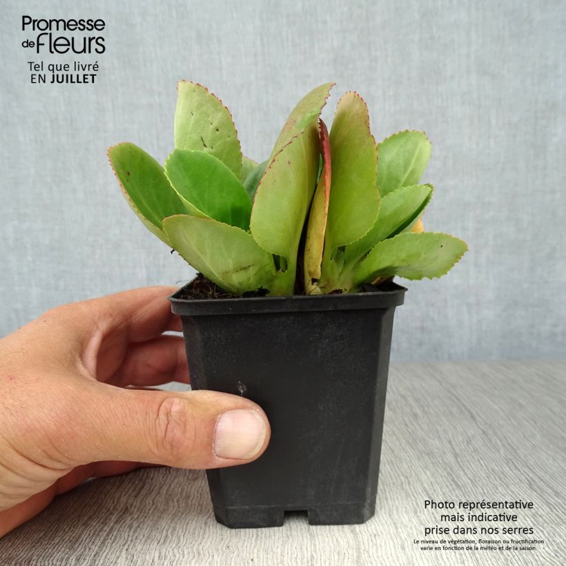 Bergenia Baby Doll - Elephant's Ears 8/9 cm pot sample as delivered in summer