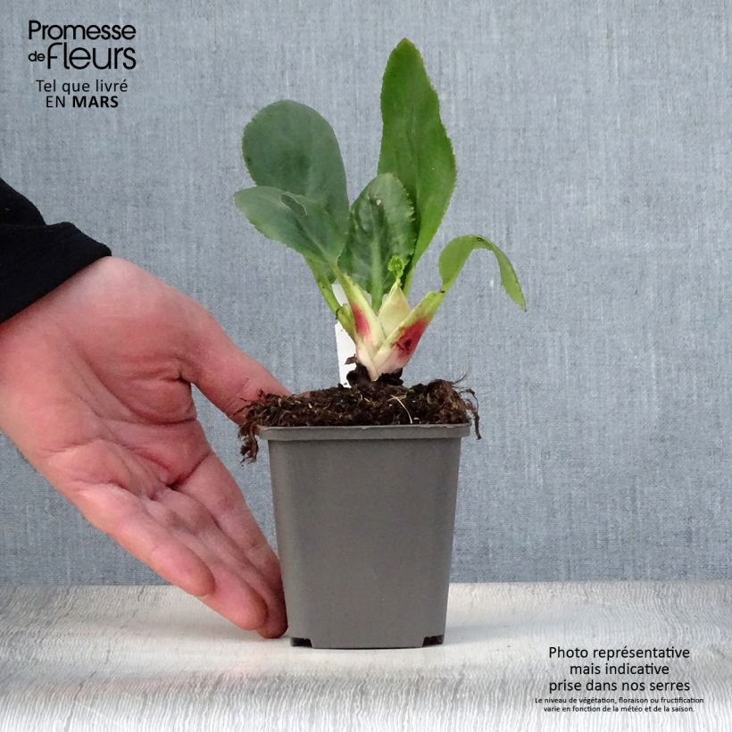 Bergenia Ice Queen - Elephant's Ears 8/9 cm pot sample as delivered in spring