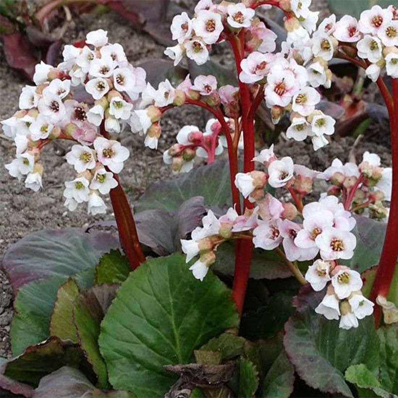 Bergenia Jelle - Elephant's Ears (Flowering)