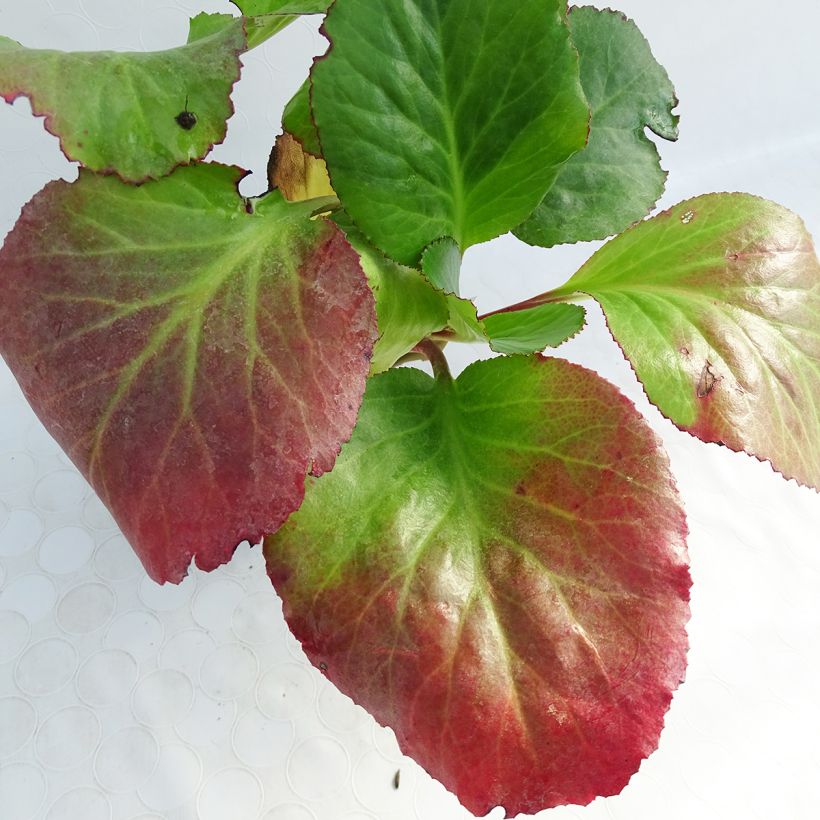 Bergenia Jelle - Elephant's Ears (Foliage)