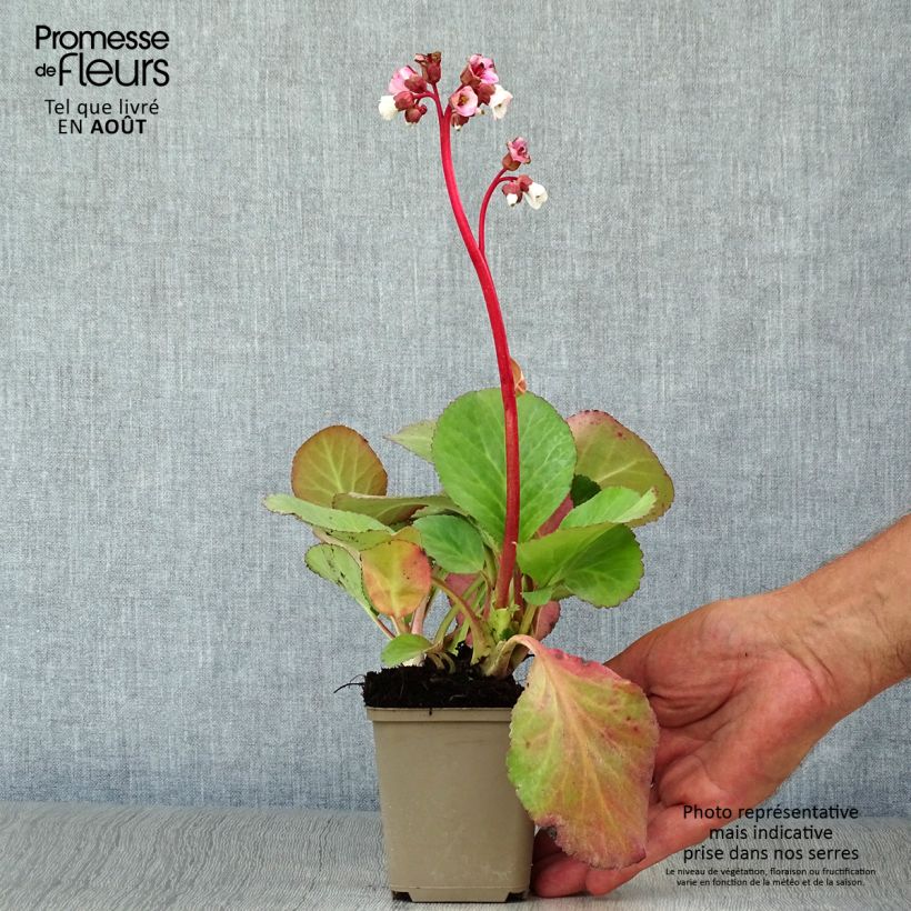 Bergenia Jelle - Elephant's Ears 8/9 cm pot sample as delivered in summer