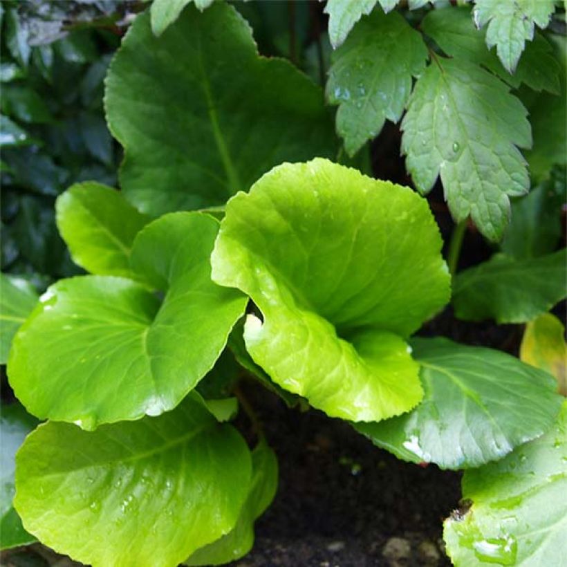 Bergenia cordifolia Morgenrote - Elephant's Ears (Foliage)