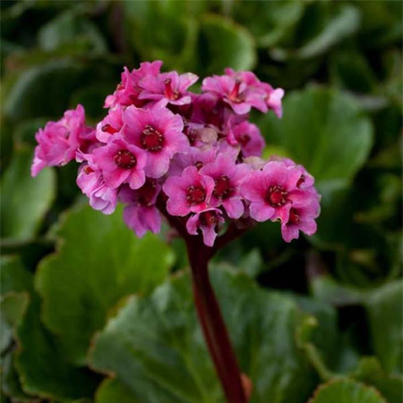 Bergenia cordifolia Morgenrote - Elephant's Ears (Flowering)