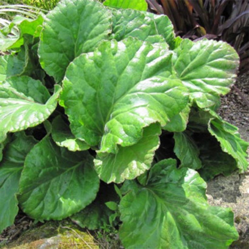 Bergenia Ouvertüre - Elephant's Ears (Foliage)