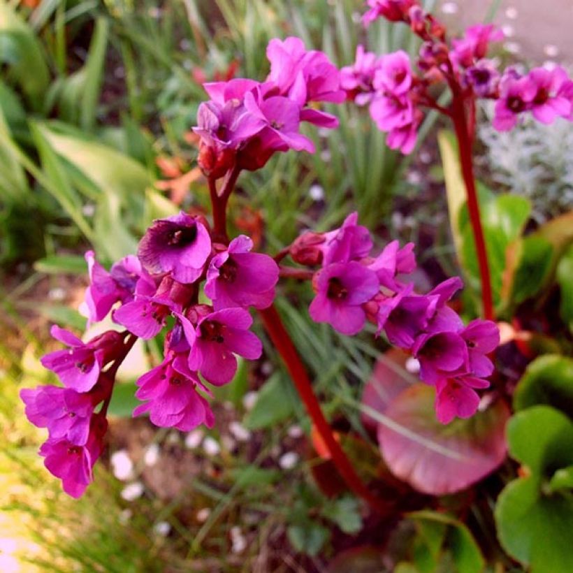 Bergenia Ouvertüre - Elephant's Ears (Flowering)