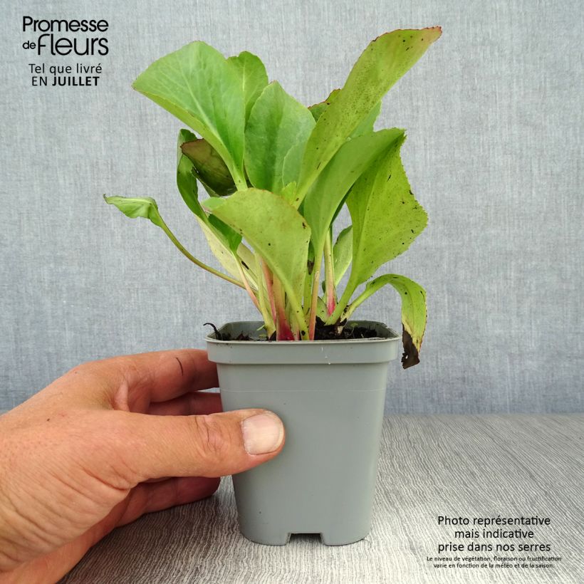 Bergenia Ouvertüre - Elephant's Ears 8/9 cm pot sample as delivered in summer