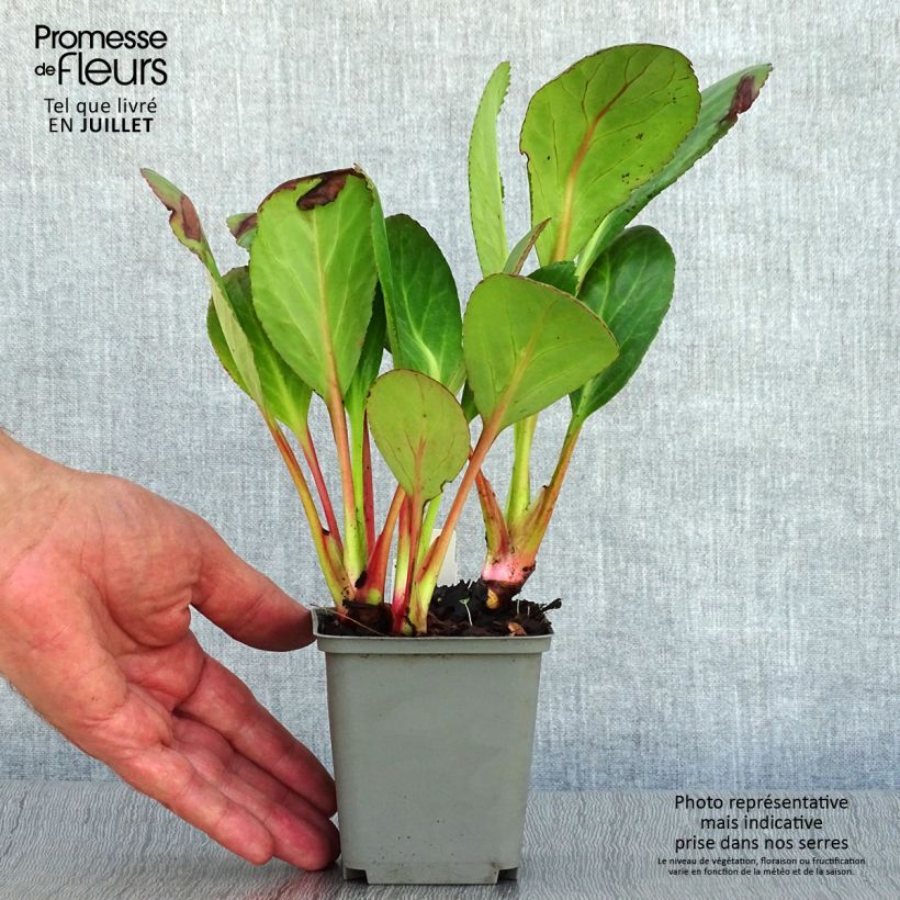 Bergenia Dragonfly Series Pink Dragonfly - Elephant's Ears 8/9 cm pot sample as delivered in summer
