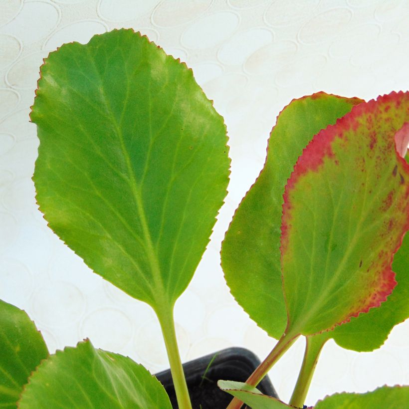 Bergenia cordifolia Rotblum - Elephant's Ears (Foliage)