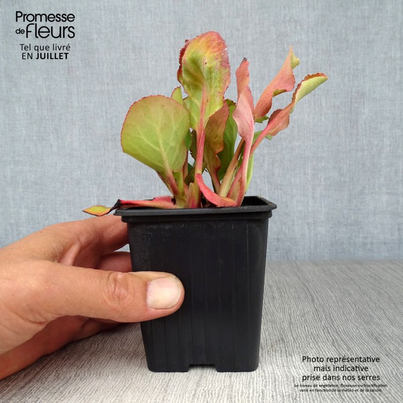 Bergenia cordifolia Rotblum - Elephant's Ears 7/8 cm pot sample as delivered in summer