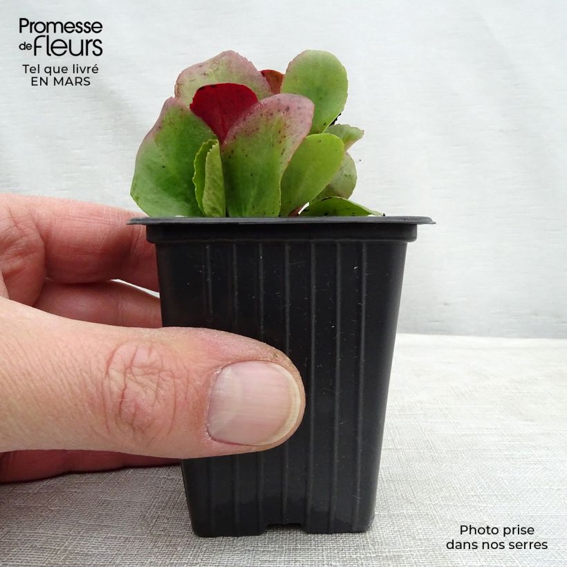 Bergenia cordifolia Rotblum - Elephant's Ears 7/8 cm pot sample as delivered in spring