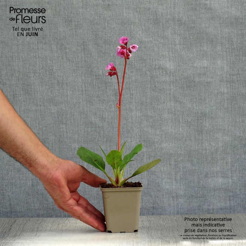 Bergenia Spring Fling - Elephant's Ears 8/9 cm pot sample as delivered in summer