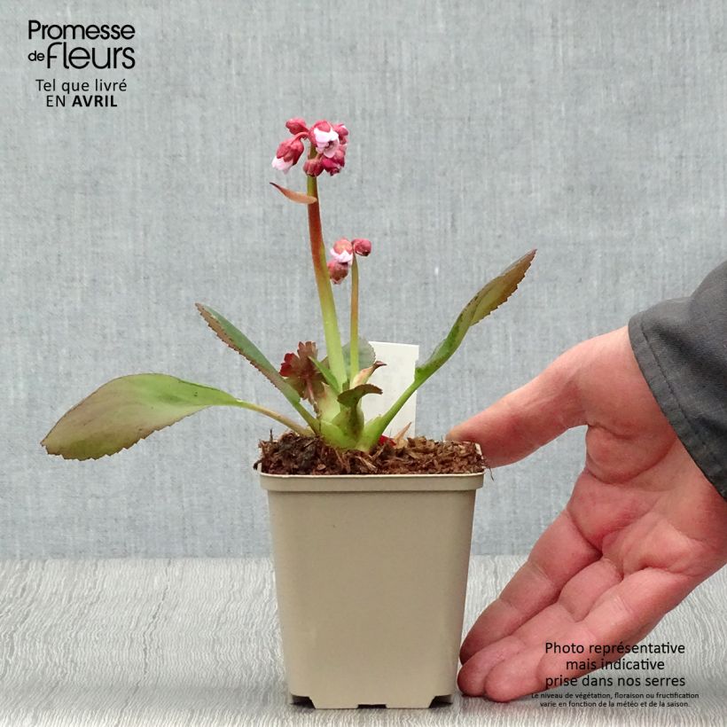 Bergenia Spring Fling - Elephant's Ears 8/9 cm pot sample as delivered in spring