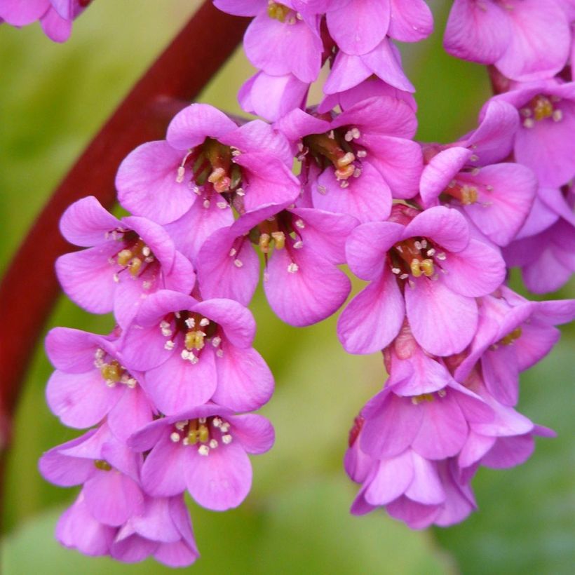 Bergenia Winterglut - Elephant's Ears (Flowering)