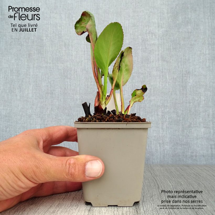 Bergenia Winterglut - Elephant's Ears 8/9 cm pot sample as delivered in summer