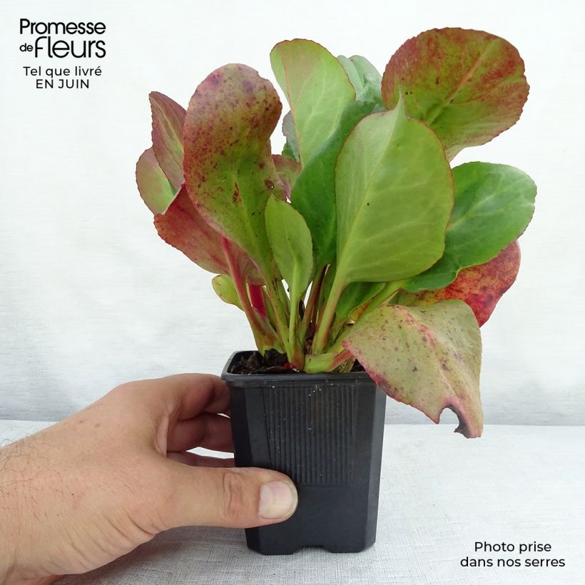 Bergenia cordifolia Eroïca - Elephant's Ears 8/9 cm pot sample as delivered in summer