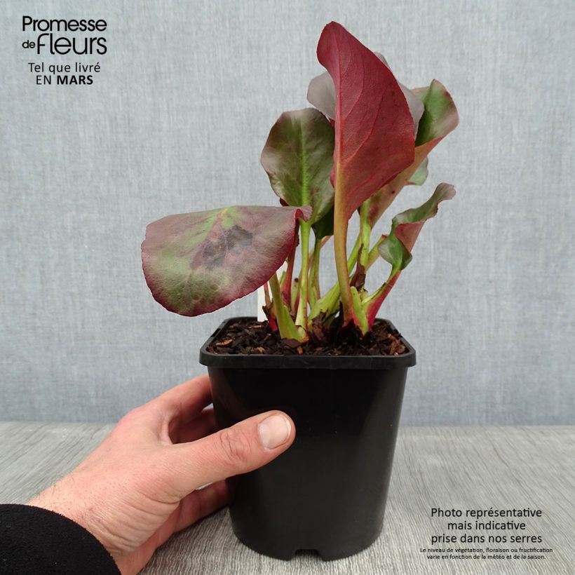 Bergenia cordifolia Eroïca - Elephant's Ears 1.5L/2L pot sample as delivered in winter