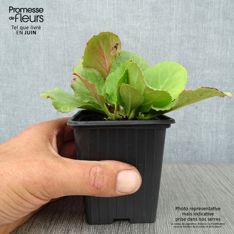 Bergenia cordifolia - Elephant's Ears 7/8 cm pot sample as delivered in summer