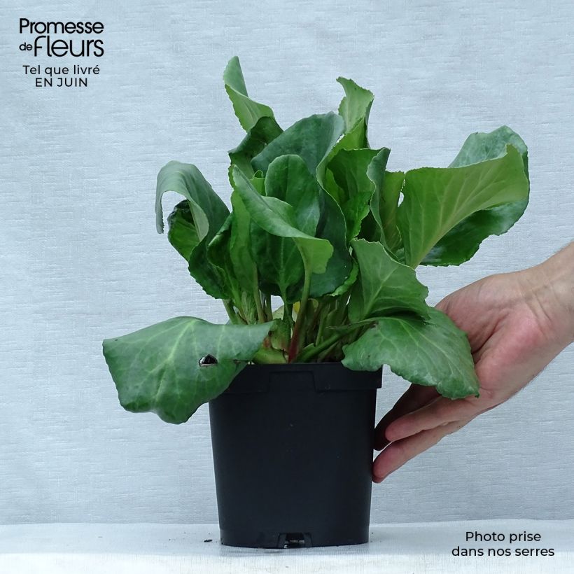 Bergenia cordifolia - Elephant's Ears 2L/3L pot sample as delivered in summer
