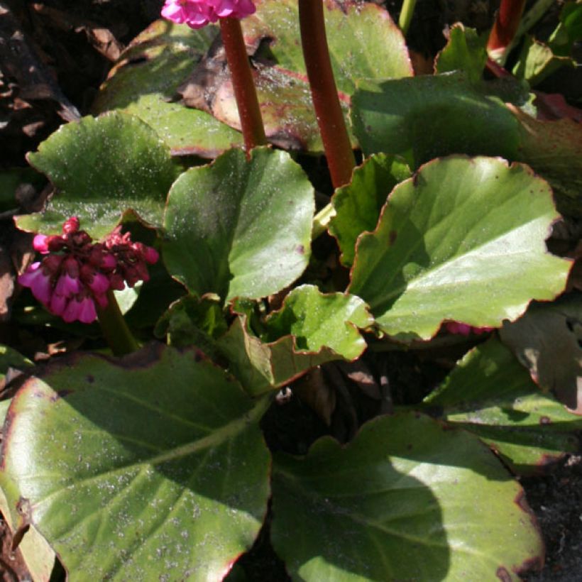 Bergenia Abendglut - Elephant's Ears (Foliage)