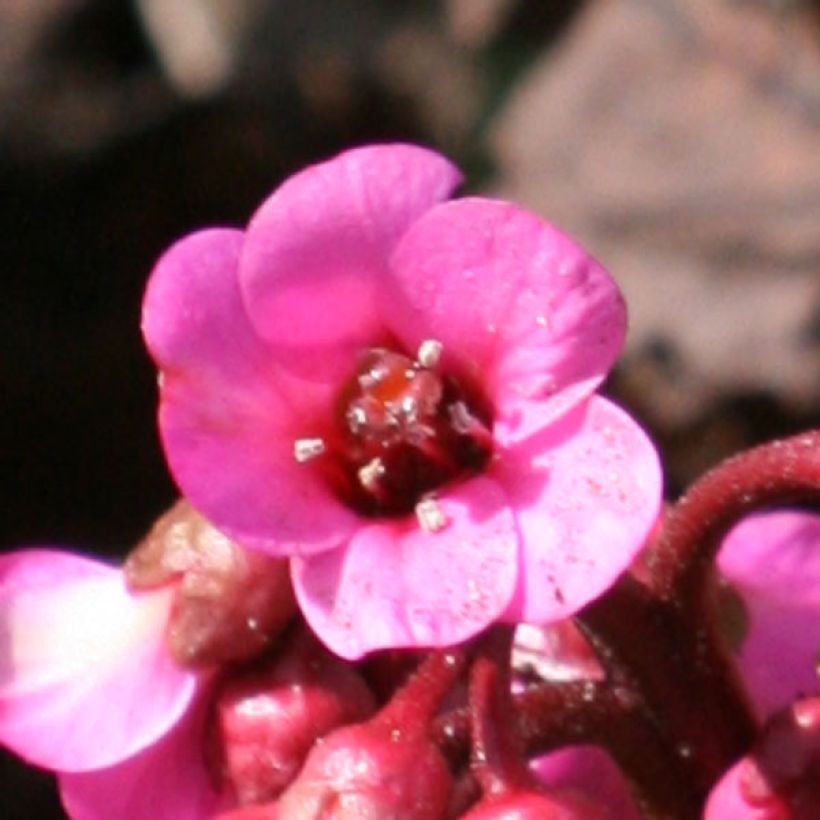 Bergenia Abendglut - Elephant's Ears (Flowering)