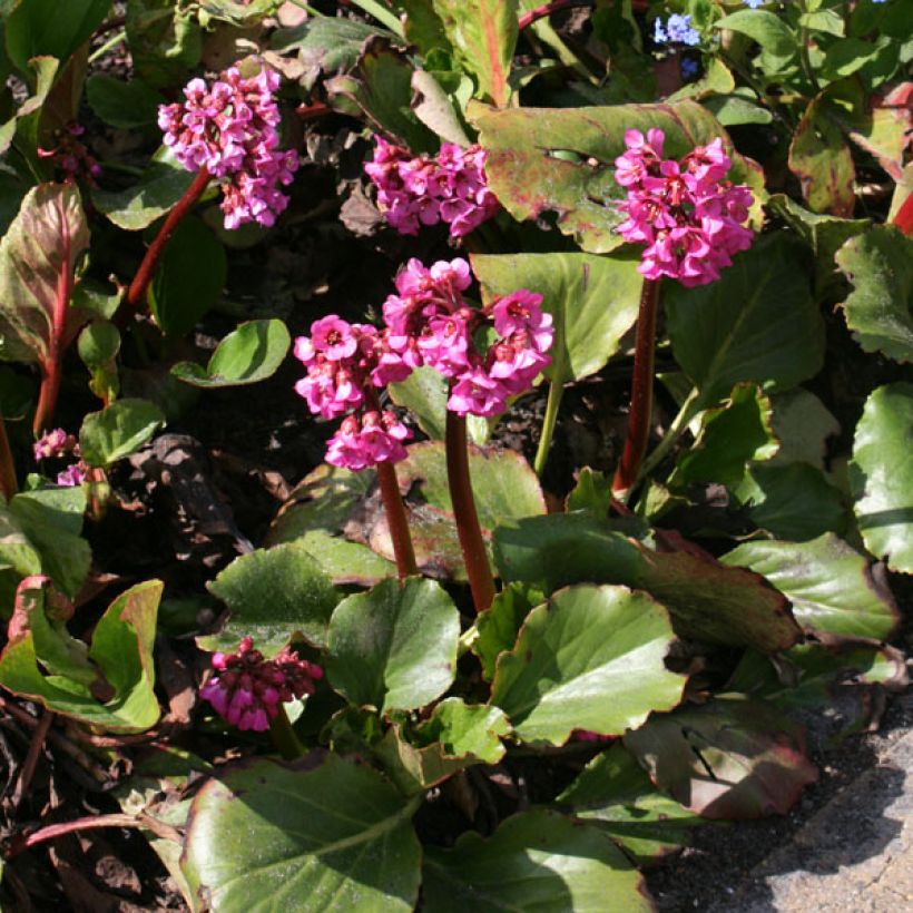 Bergenia Abendglut - Elephant's Ears (Plant habit)