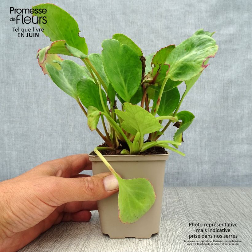 Bergenia Harzkristall - Elephant's Ears 8/9 cm pot sample as delivered in summer