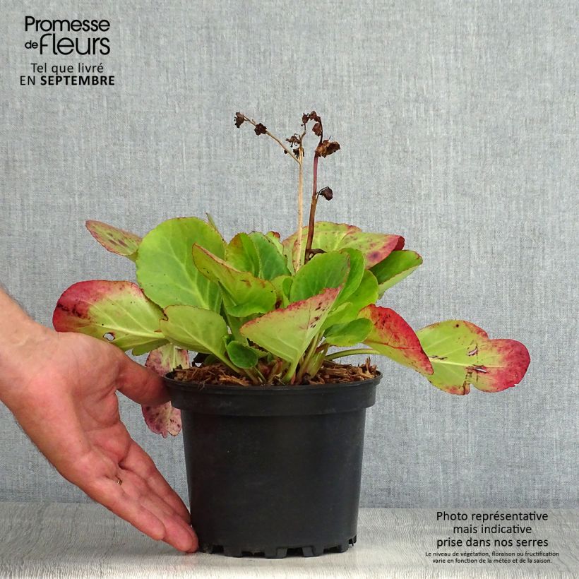 Bergenia Harzkristall - Elephant's Ears 2L/3L pot sample as delivered in summer