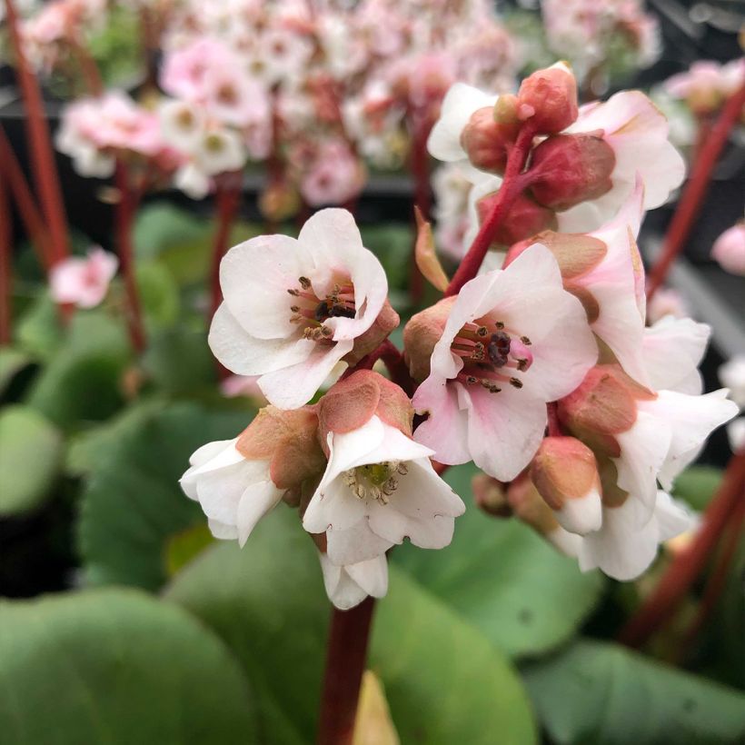 Bergenia Harzkristall - Elephant's Ears (Flowering)