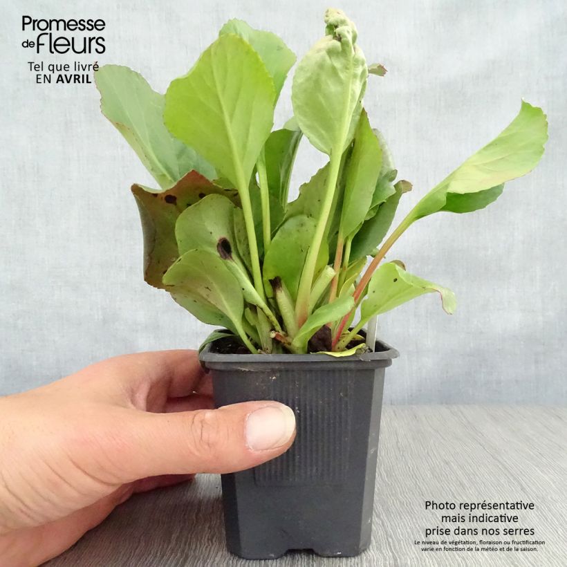 Bergenia purpurascens - Pigsqueak sample as delivered in spring