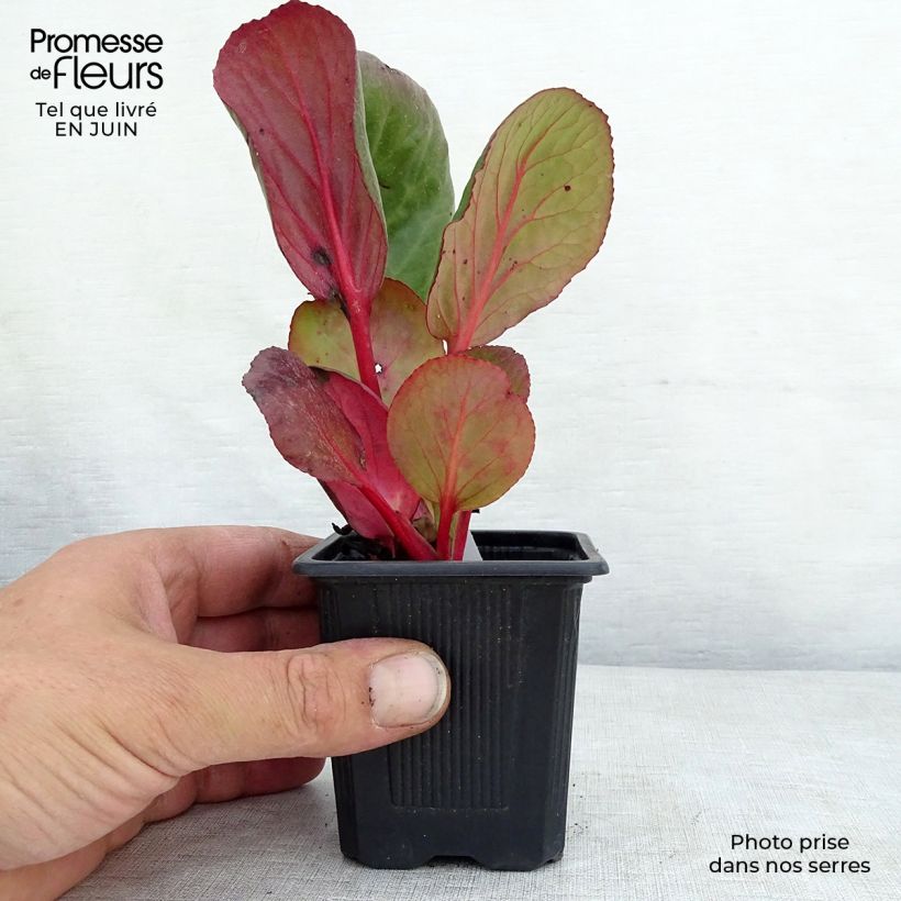 Bergenia purpurascens - Pigsqueak 8/9 cm pot sample as delivered in summer