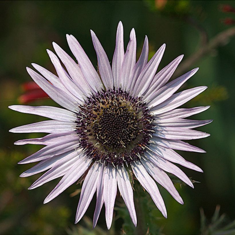 Berkheya purpurea (Flowering)