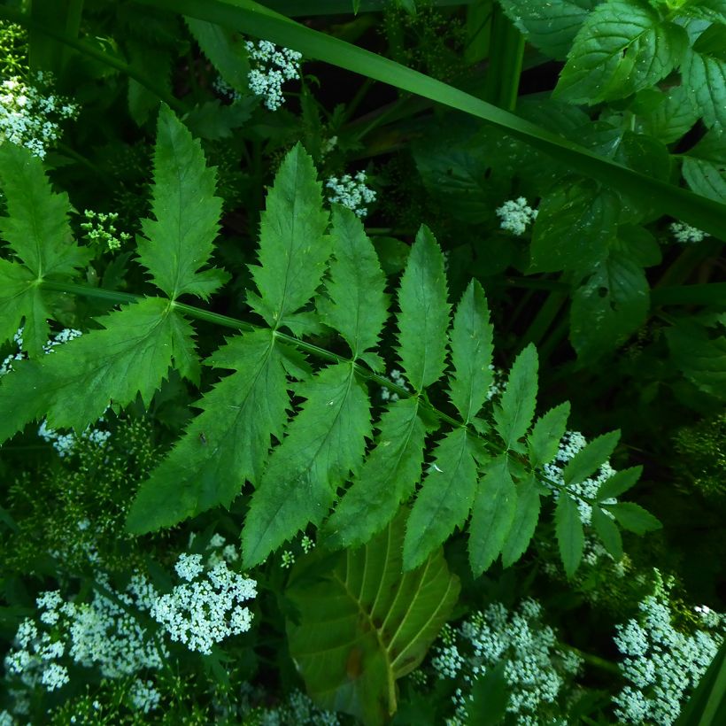 Berula erecta (Foliage)