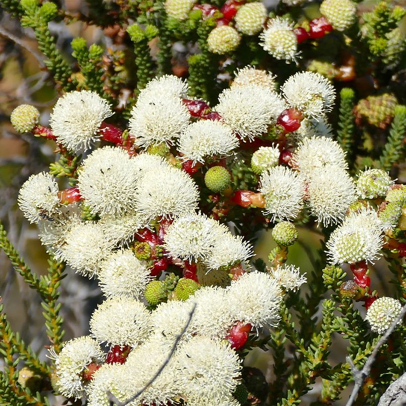 Berzelia lanuginosa (Flowering)