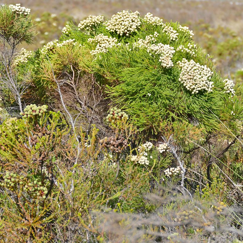 Berzelia lanuginosa (Plant habit)