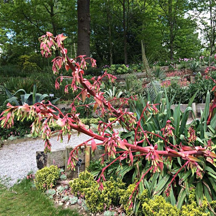 Beschorneria yuccoides Quicksilver (Flowering)