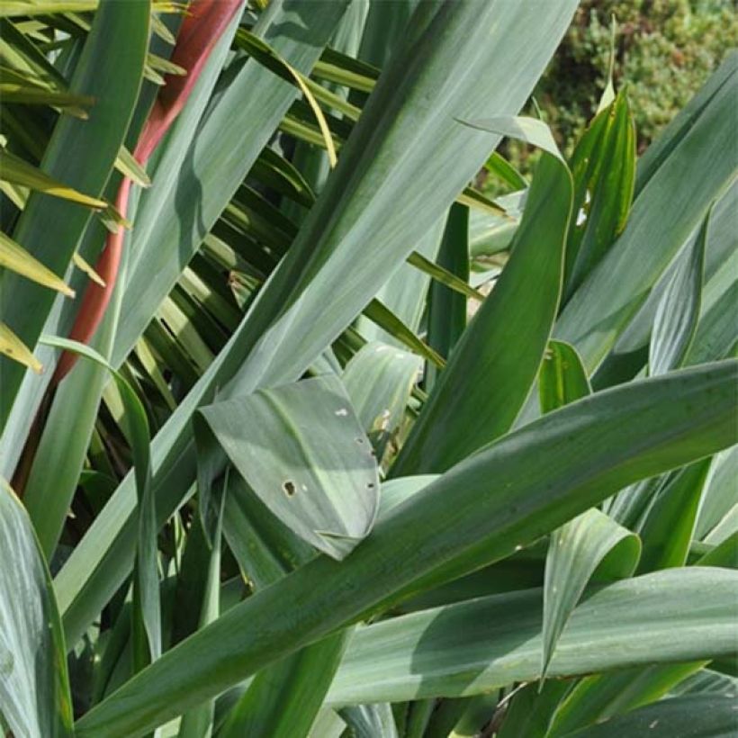 Beschorneria septentrionalis (Foliage)