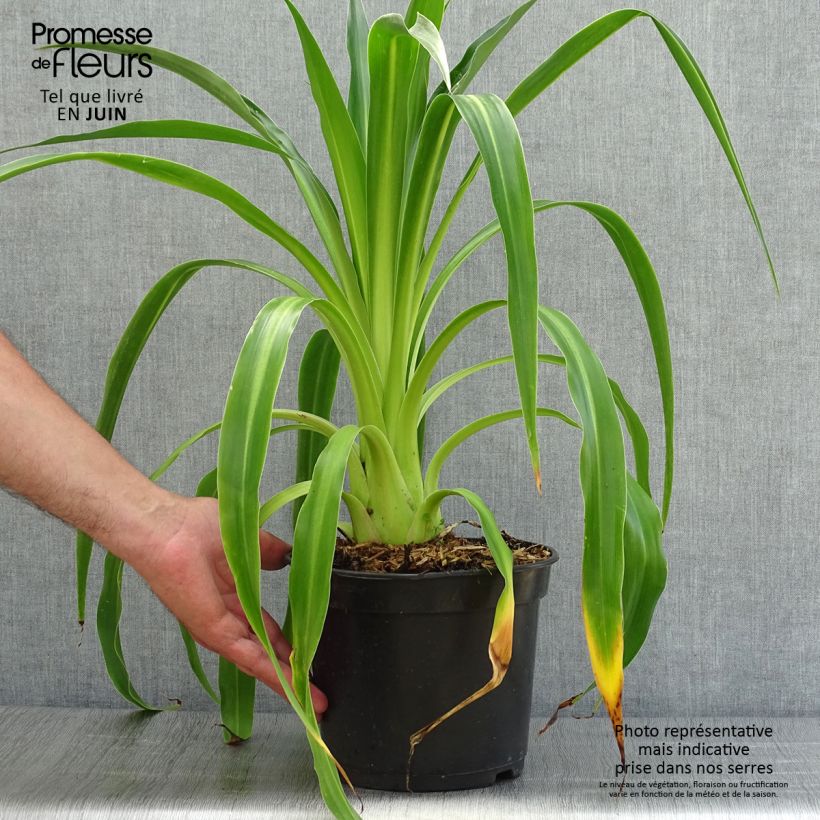 Beschorneria septentrionalis 2L/3L pot sample as delivered in summer