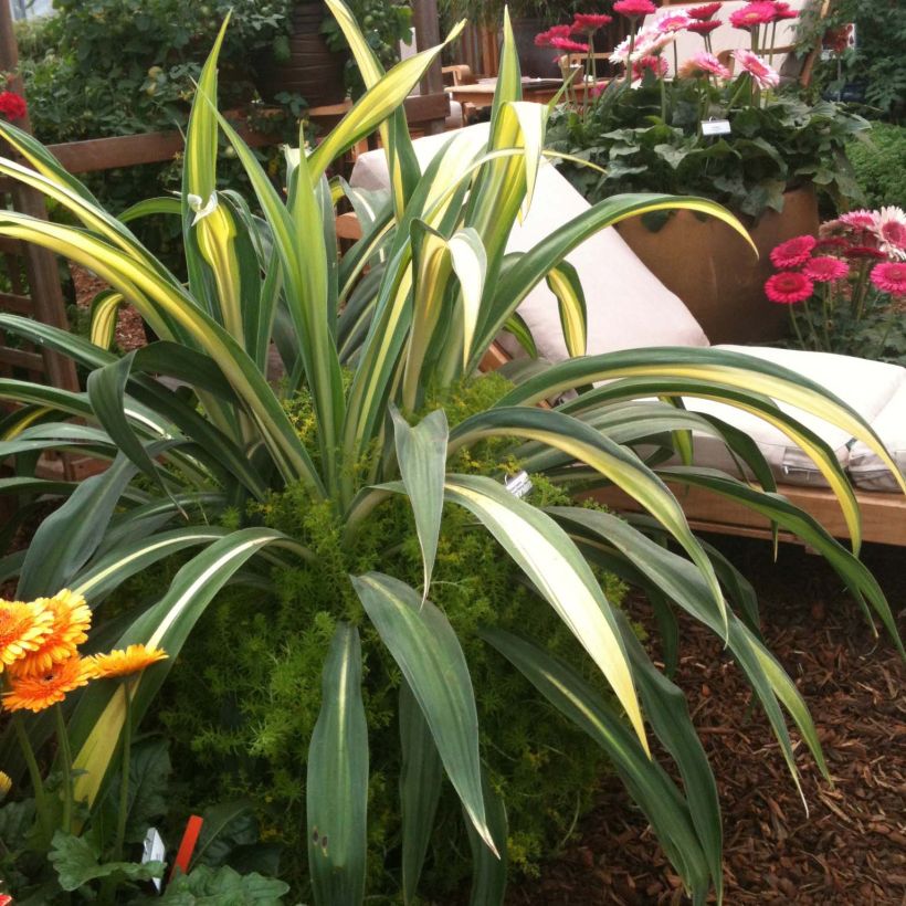 Beschorneria yuccoides Flamingo Glow (Foliage)