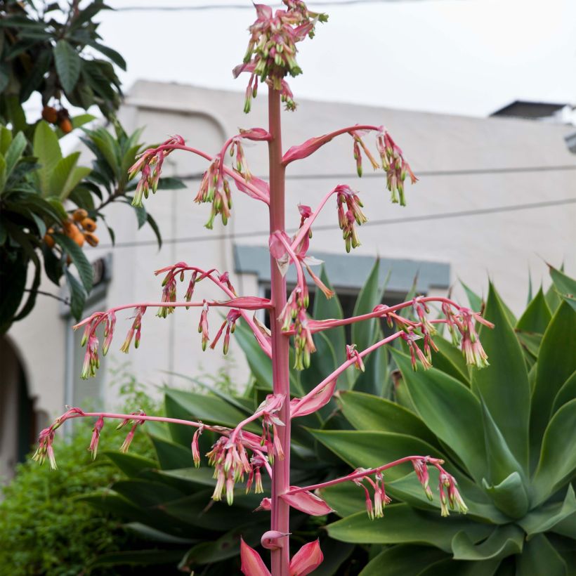 Beschorneria yuccoides Flamingo Glow (Flowering)