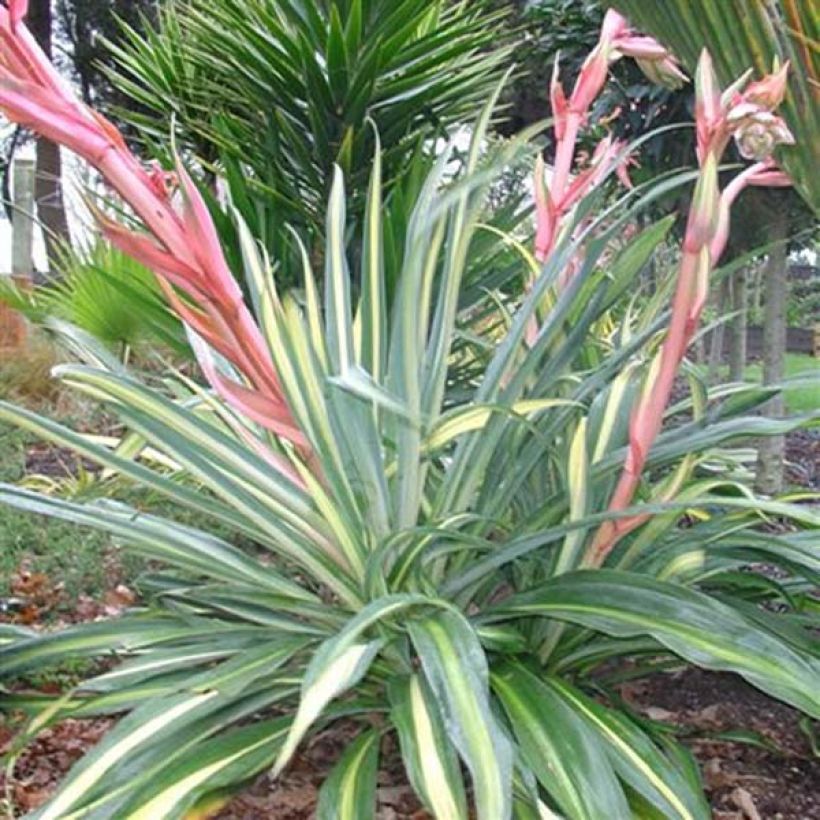 Beschorneria yuccoides Flamingo Glow (Plant habit)