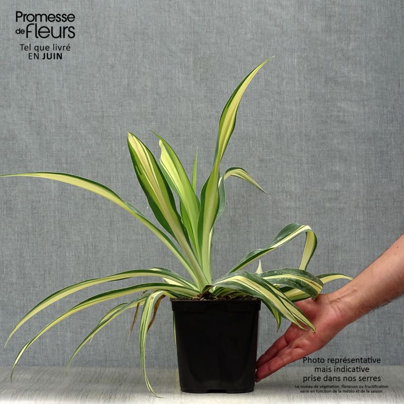 Beschorneria yuccoides Flamingo Glow 3L/4L pot sample as delivered in summer