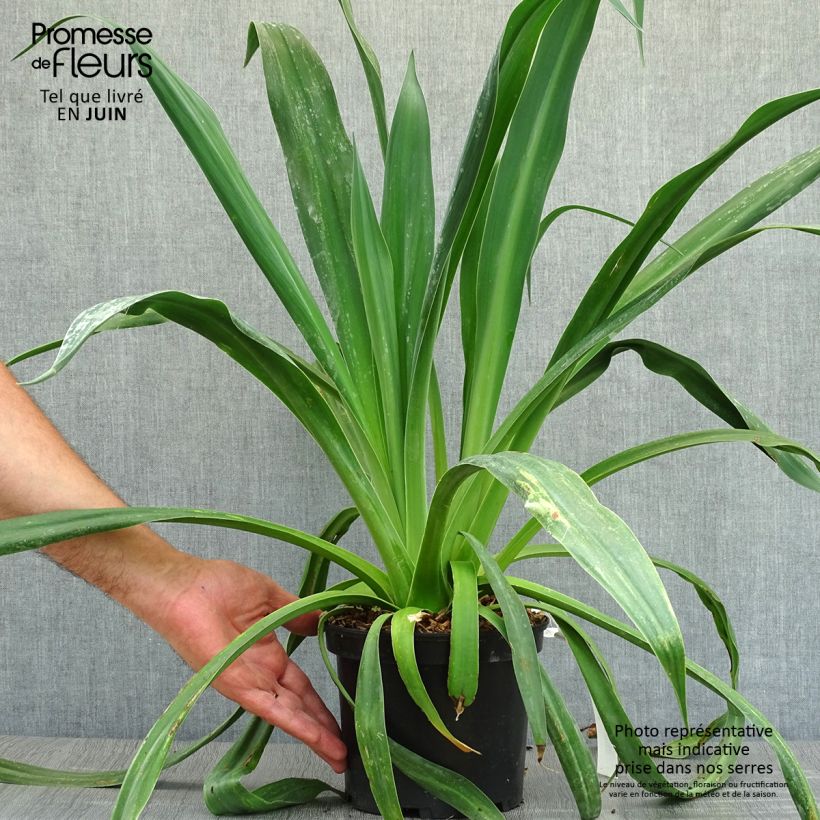 Beschorneria yuccoides 2L/3L pot sample as delivered in summer