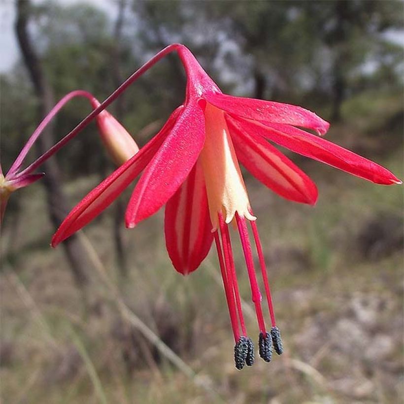 Bessera elegans (Flowering)