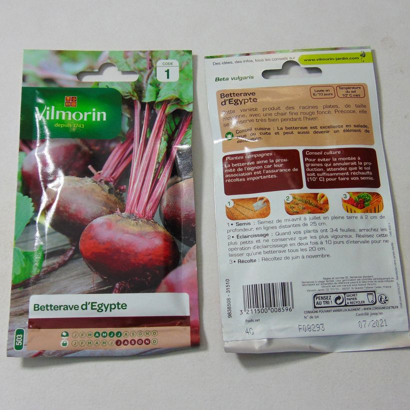 Example of Flat of Egypt Beetroot - Vilmorin Seeds per pack of 200 seeds (4g) specimen as delivered